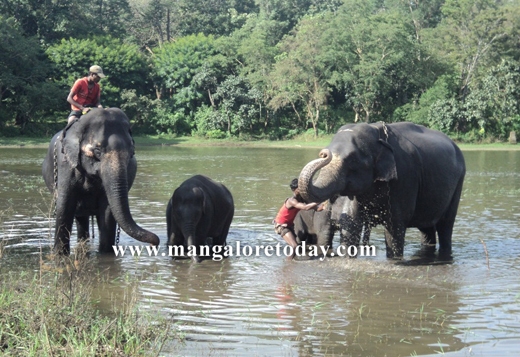 Pilikula elephant 2